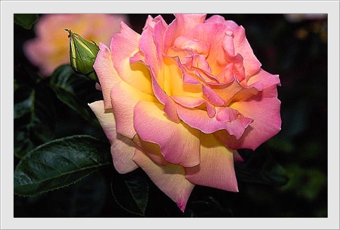 carte_rose0022 (496x336, 64Kb)