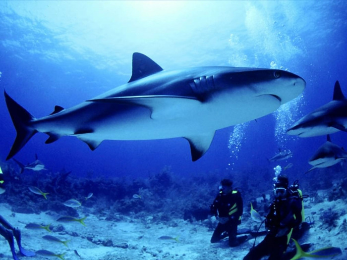 fondos-animales-tiburones-1600 (700x525, 103Kb)