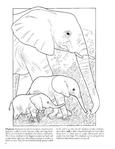  Baby Animals Coloring Book (Dover Pictorial Archives)_7 (306x396, 24Kb)