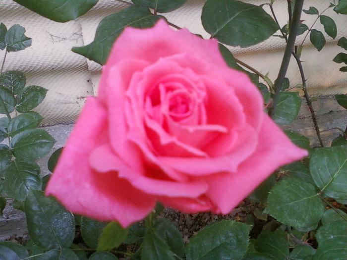 mail_2120763_Foto-0001 (700x525, 111Kb)