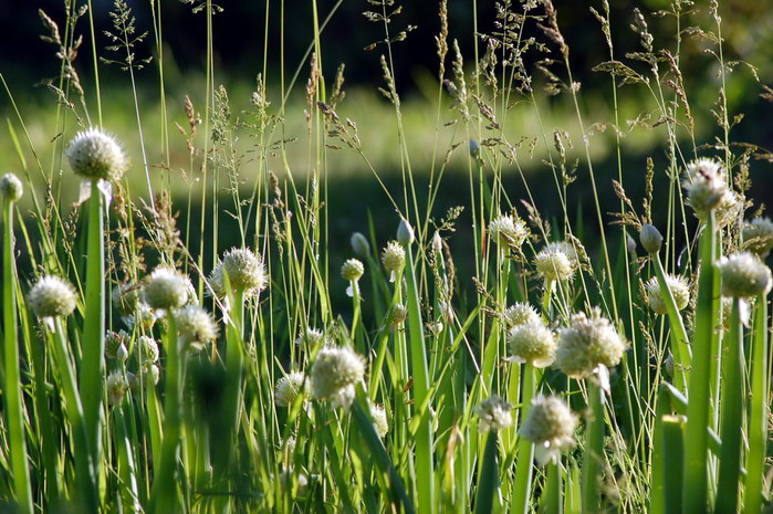 3392780_DSC_8553 (700x465, 137Kb)