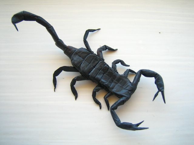 scorpion2 (640x480, 29Kb)