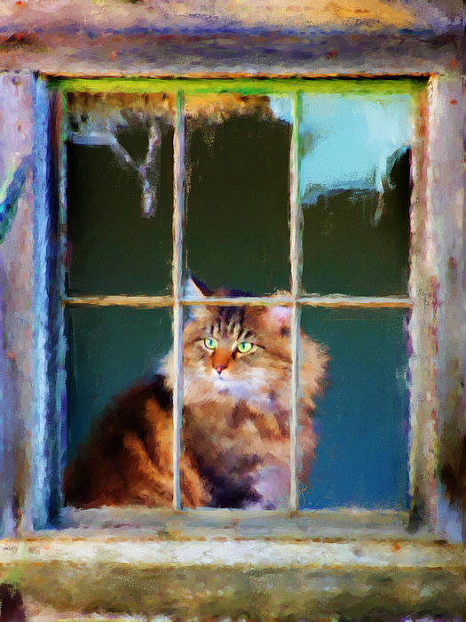 1-maine-coon-cat-jai-johnson_002 (525x700, 90Kb)