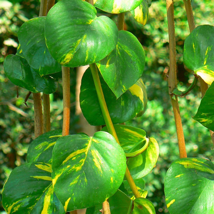 4216969_Philodendron (700x700, 189Kb)