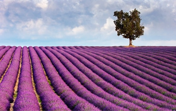 Lavendel001 (600x381, 84Kb)