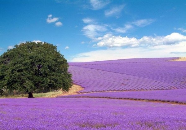 lavender_01 (600x420, 63Kb)