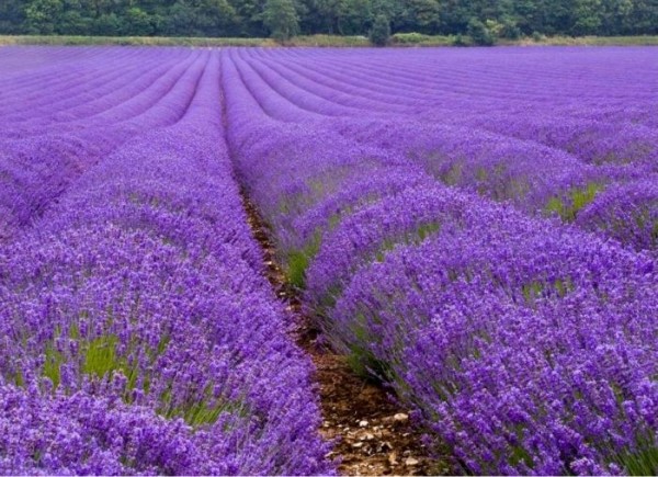 lavender_09 (600x435, 99Kb)