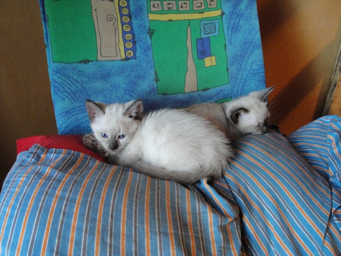 DSC02130_2 (700x525, 181Kb)