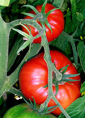 275px-Tomatoes-on-the-bush (275x384, 48Kb)