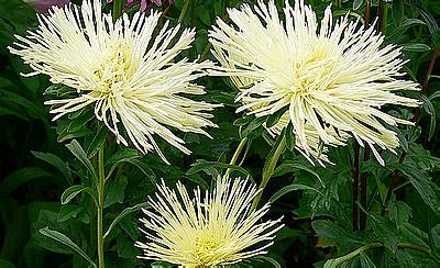 n167_asters_flowers-03 (400x244, 38Kb)