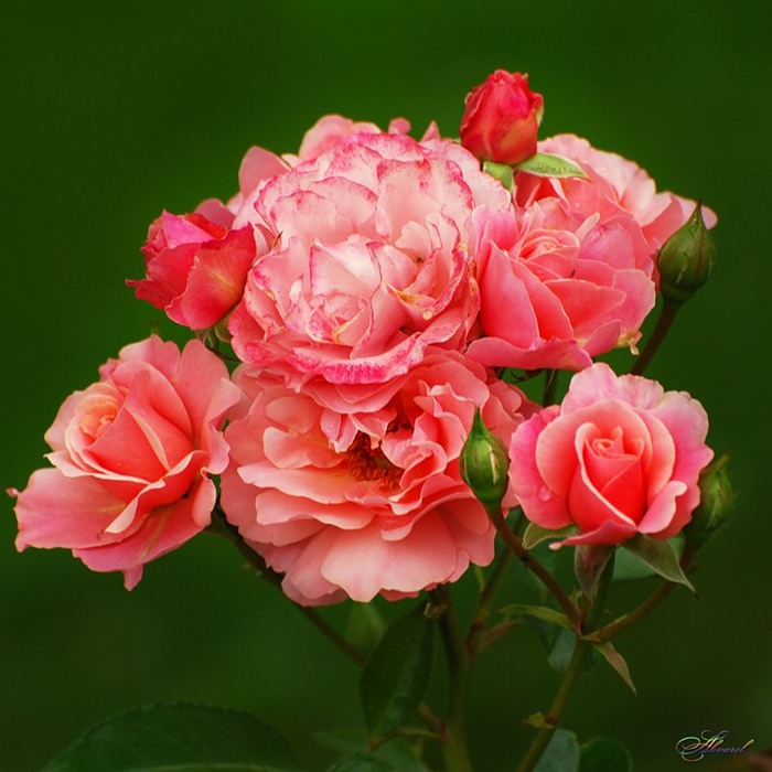 0_49925_41259aa9_XL (700x700, 92Kb)
