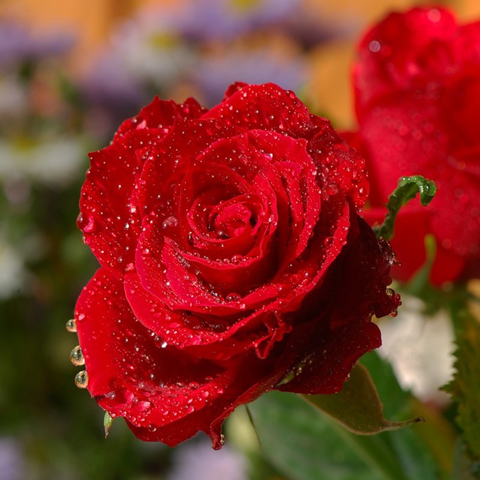0_41004_595f35b5_XL (700x700, 104Kb)