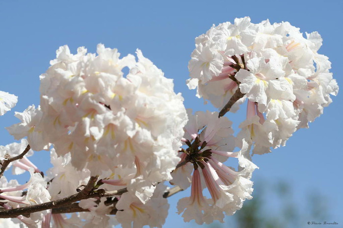 Wisteria Alba (700x466, 81Kb)