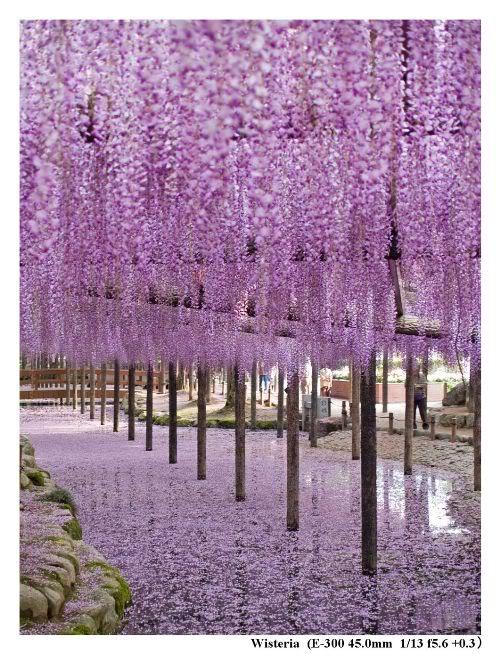 Wisteria_1 (500x654, 106Kb)