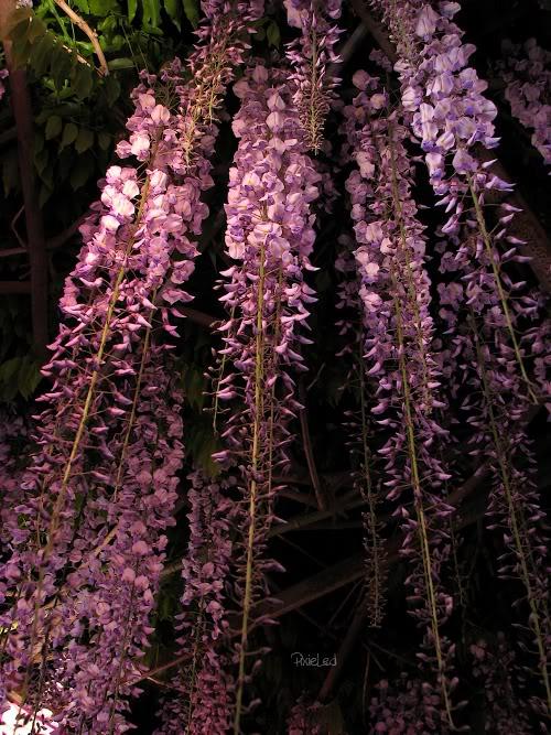 Wisteria_8 (500x667, 96Kb)