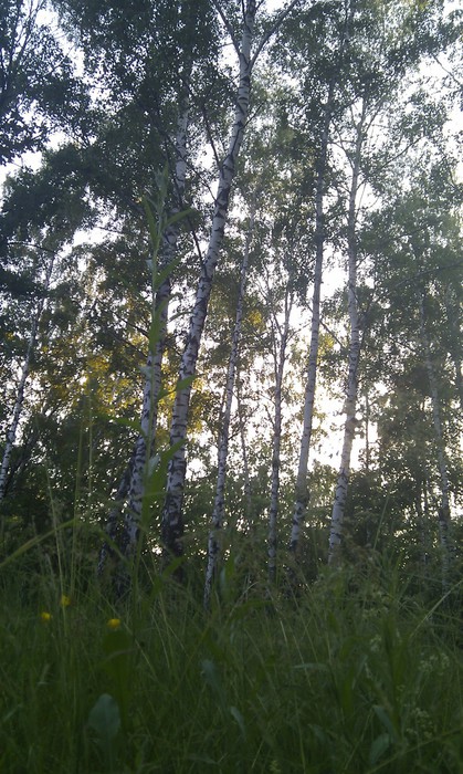 IMAG0612 (419x700, 138Kb)