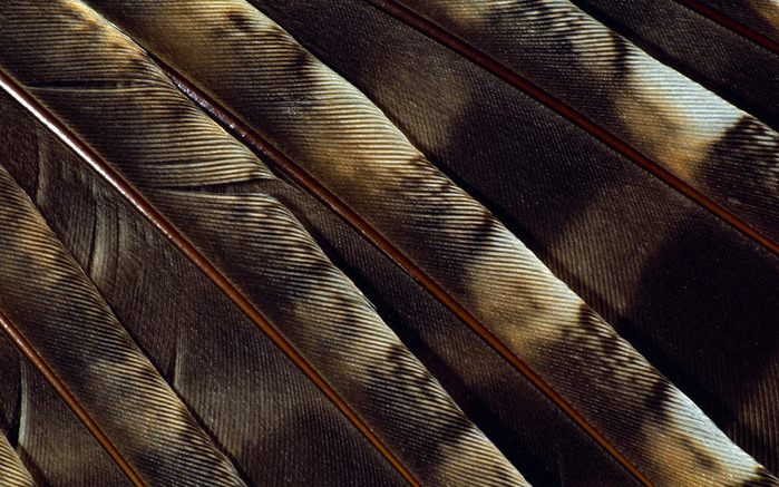 Colorful Feathers and Wing Wallpapers (3) (700x437, 166Kb)