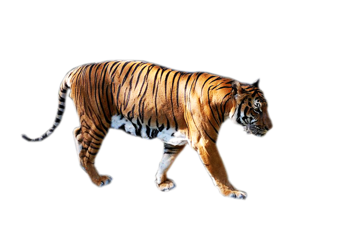 indochinese_tiger4 (700x465, 229Kb)
