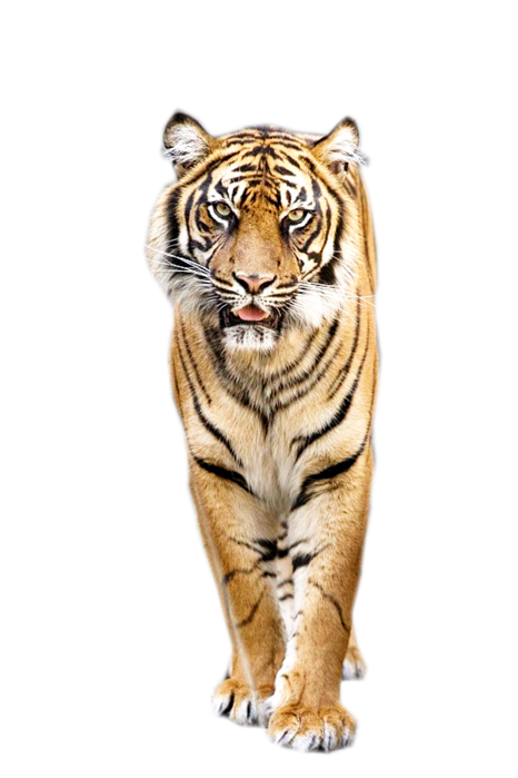 Panthera_tigris_2 (466x700, 258Kb)