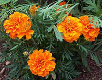 75599589_Tagetes  (200x158, 31Kb)