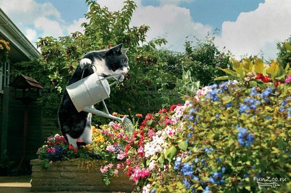 1296493038_domohozyajka011 (600x399, 79Kb)