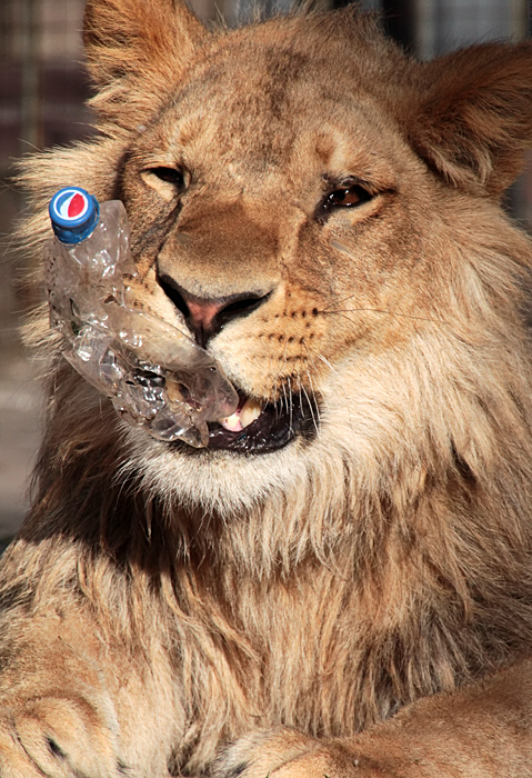 IMG_5622 (479x700, 434Kb)