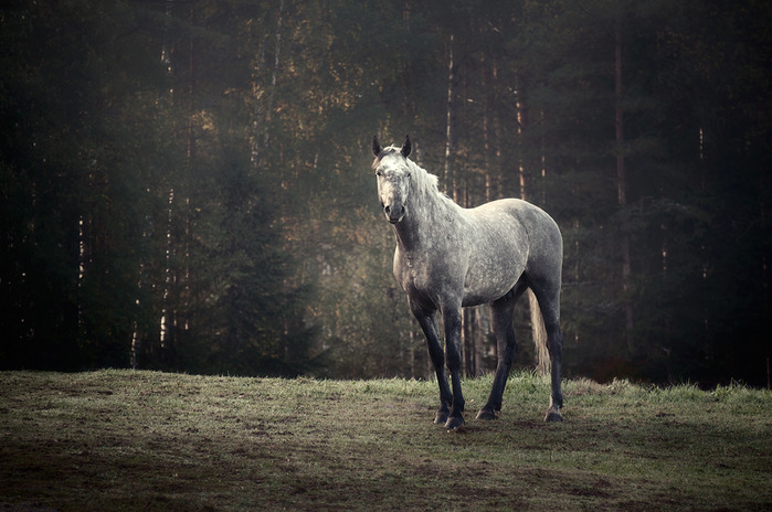 mikko3 (700x464, 111Kb)