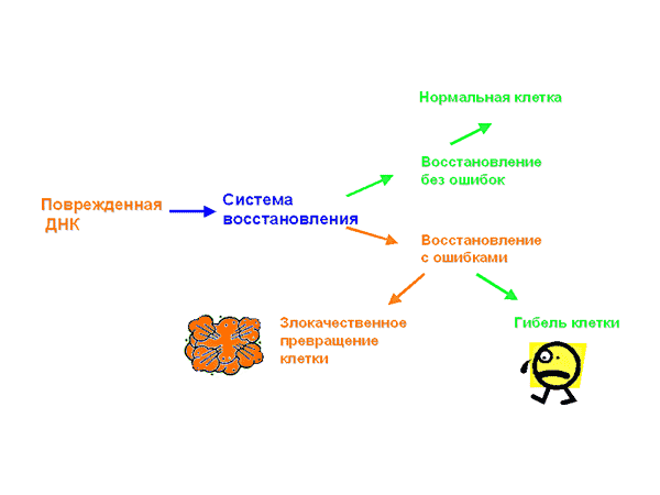 Ris2 (600x450, 10Kb)