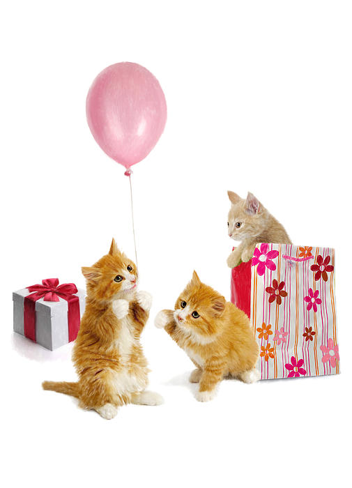 birthday-kitties-bob-nolin_004 (505x700, 98Kb)