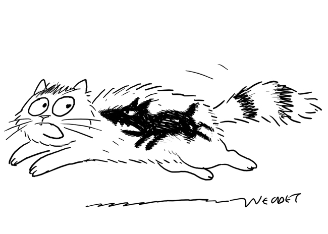 dogoncat1 (650x464, 107Kb)