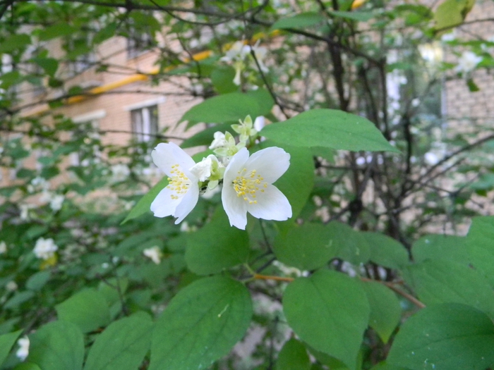 3014304_DSCN1601 (700x525, 257Kb)