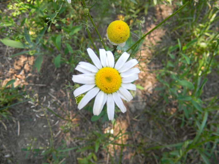 3014304_DSCN1602 (700x525, 277Kb)