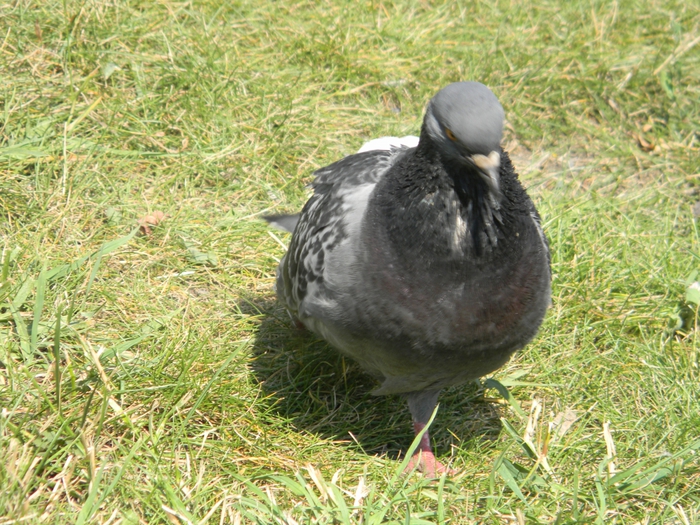 3014304_DSCN1605 (700x525, 384Kb)