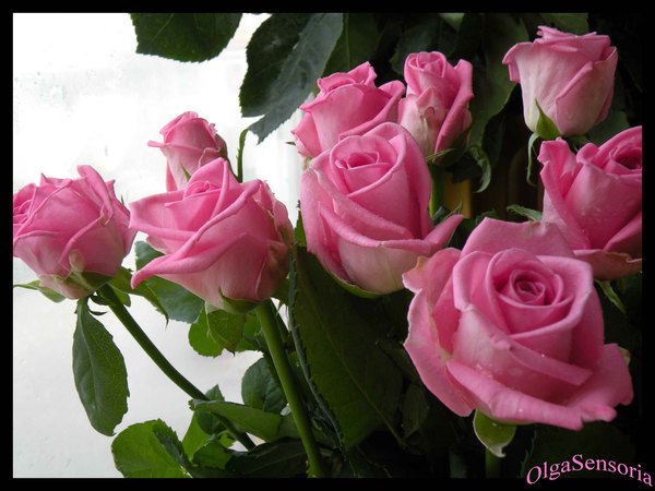 Розовые розы (600x450, 54Kb)