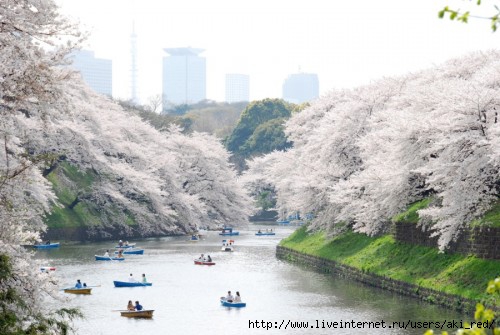   (Ueno Park) (500x335, 114Kb)