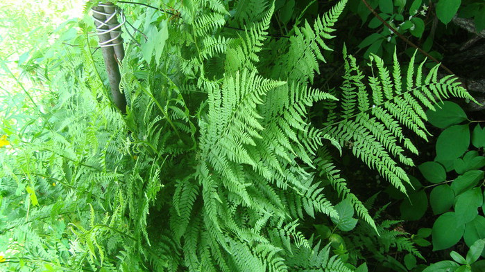 DSC02408 (700x393, 139Kb)