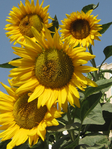  sunflowers-in-full-bloom (525x700, 497Kb)