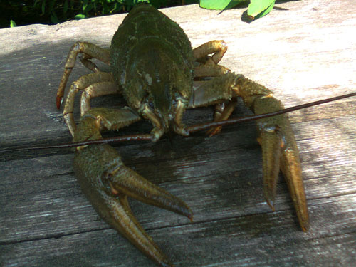 crayfish2 (500x375, 52Kb)