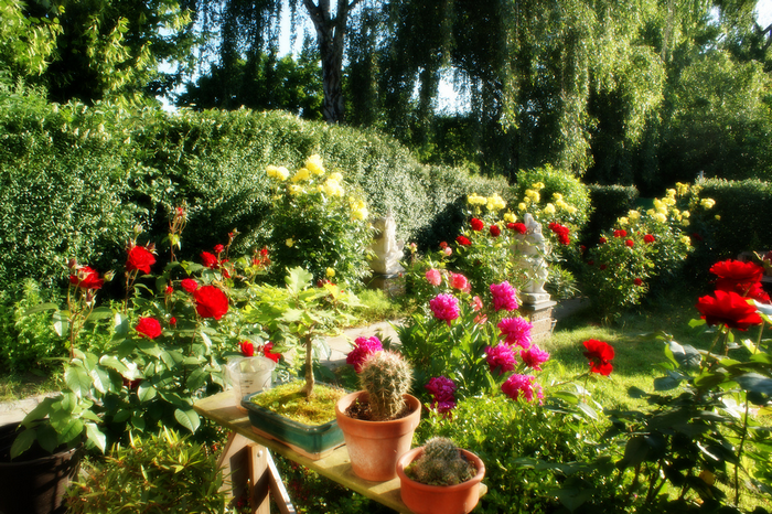 All sizes  my rose garden  Flickr - Photo Sharing! (700x466, 905Kb)