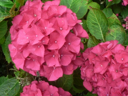 Hydrangea1 (450x337, 71Kb)