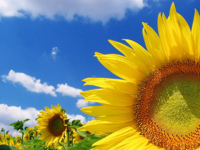 2795685_11935 (700x525, 105Kb)