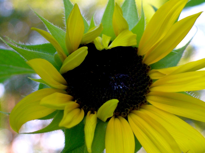 2795685_imgffaf6 (700x525, 241Kb)