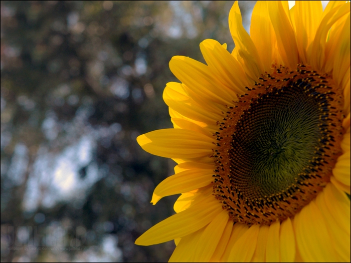 2795685_Jailbird_Ru_0206 (700x525, 253Kb)
