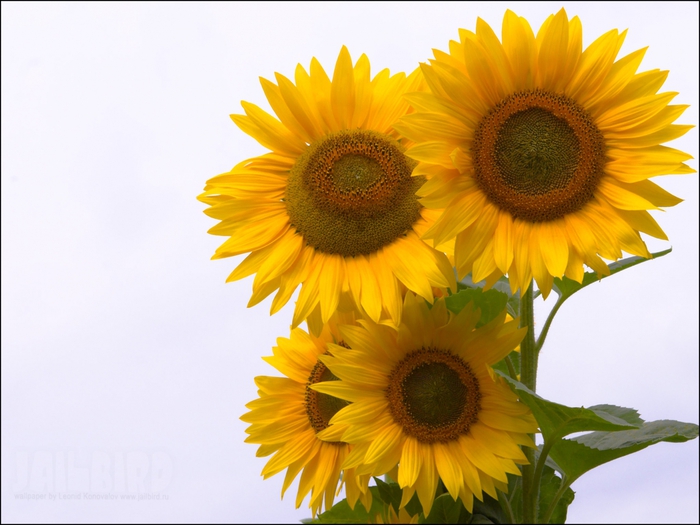 2795685_Jailbird_Ru_0217 (700x525, 228Kb)