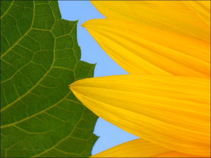 2795685_Jailbird_Ru_0250 (700x525, 240Kb)