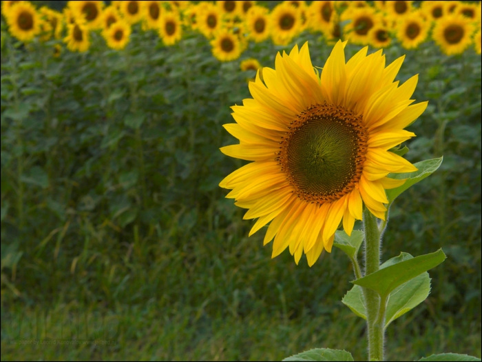 2795685_Jailbird_Ru_0258 (700x525, 264Kb)