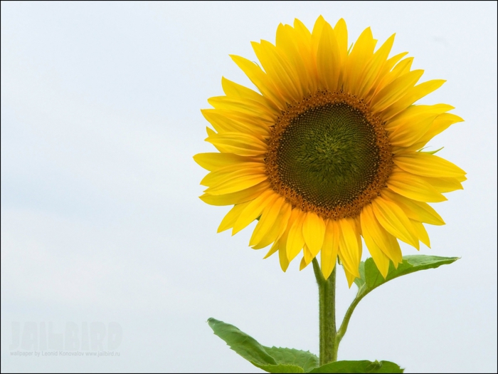 2795685_Jailbird_Ru_0355 (700x525, 196Kb)