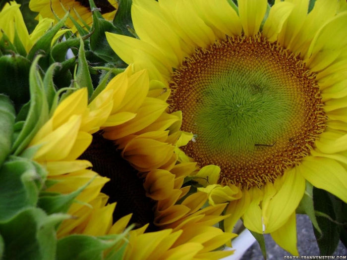 2795685_sunflowerswallpaper1600x1200 (700x525, 264Kb)