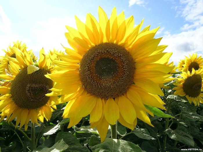 2795685_tvezGtpaYf (700x525, 110Kb)
