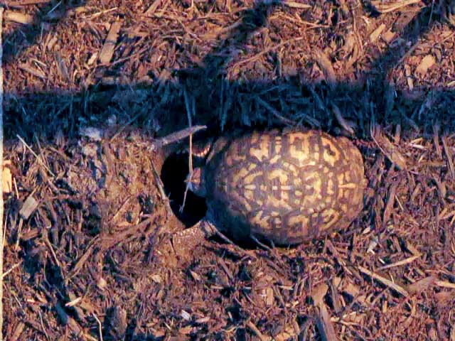 Turtle-Eggs-1-1m (640x480, 113Kb)